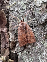 Eupsilia tristigmata