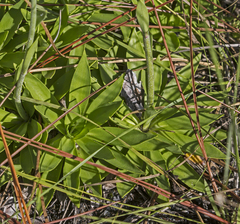 Carphephorus carnosus