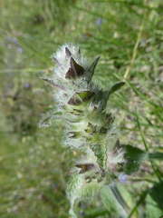 Stachys heraclea