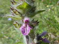 Stachys heraclea