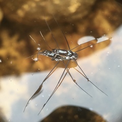 Limnogonus