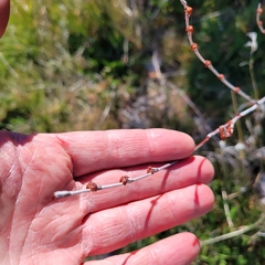 Eriogonum elongatum