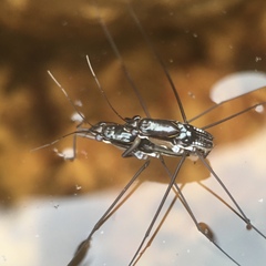 Limnogonus