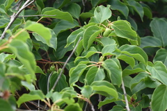 Leiocarpae
