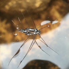 Limnogonus