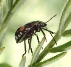 Chinavia acuta