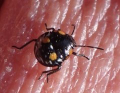 Chinavia acuta