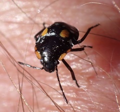 Chinavia acuta