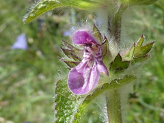Stachys heraclea