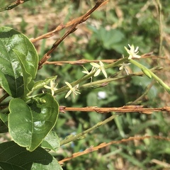 Petiveria alliacea