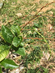 Petiveria alliacea