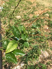 Petiveria alliacea