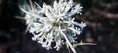 Echinops echinatus