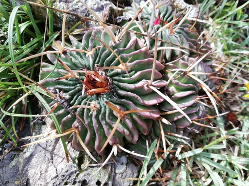 Stenocactus obvallatus