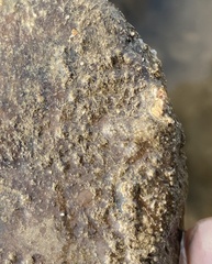 Botryllus schlosseri