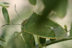 Chinavia acuta