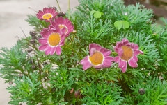 Tanacetum coccineum