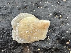 Isognomon