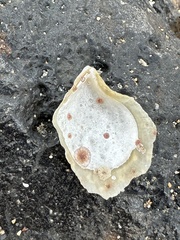 Isognomon