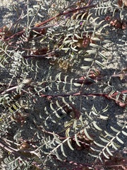 Astragalus insularis harwoodii