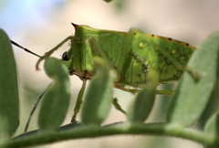 Chinavia acuta
