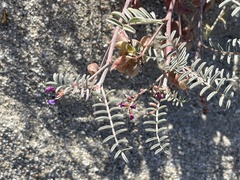 Astragalus insularis harwoodii