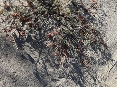 Astragalus insularis harwoodii