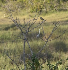 Tyrannus albogularis