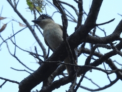 Pachyramphus validus