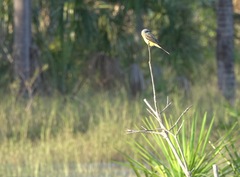 Tyrannus albogularis