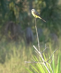 Tyrannus albogularis