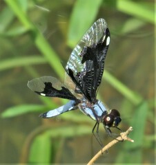 Palpopleura portia