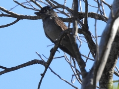 Pachyramphus validus