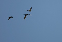 Orthopsittaca manilatus