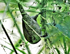 Spermestes cucullata scutata