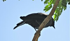 Melaenornis pammelaina