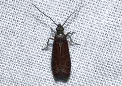 Varneria postremella