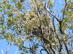 Pachyramphus validus