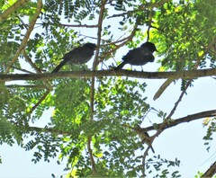 Melaenornis pammelaina