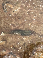 Blenniidae