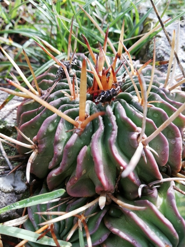 Stenocactus obvallatus