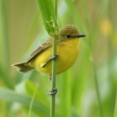 Pseudocolopteryx acutipennis