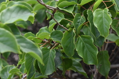 Leiocarpae