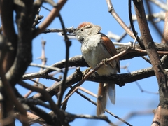 Synallaxis albescens