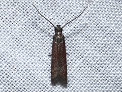 Varneria postremella