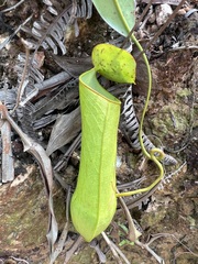 Nepenthes gracilis