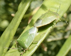 Chinavia acuta