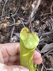 Nepenthes gracilis