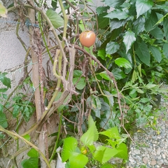 Solanum lycopersicum