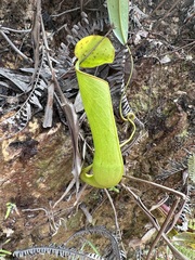 Nepenthes gracilis